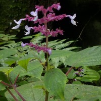 Coleus kanneliyensis L.H.Cramer & S. Balas.